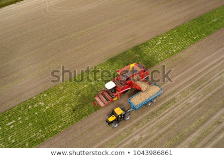 Stock photo: Harvested Sugar Beet Crop Root Pile