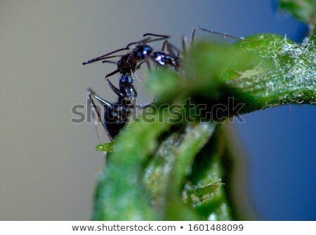 Foto stock: The Pairing Of A Black Garden Ant