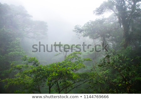 Foto stock: Lush Rainforest Canopy Monteverde Costa Rica