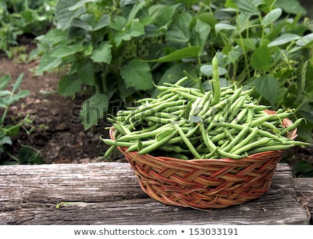 Foto stock: Basket Of Green Beans