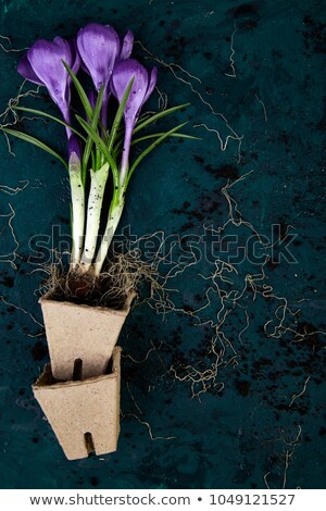 Stockfoto: Gardening Tools Peat Pots Crocus Flower Spring