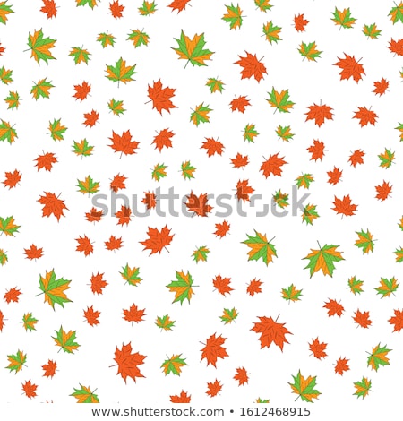 Foto stock: Maple Leaf Vector Illustration