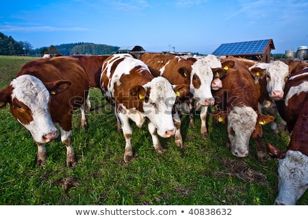 Stock photo: Friendly Cattles On Green Granzing Land Are Trusty