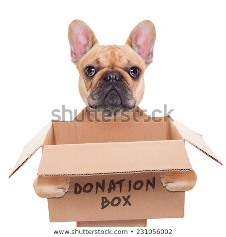 [[stock_photo]]: Donation Box Dog