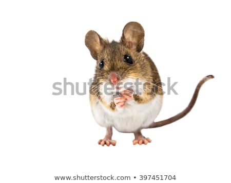 Stok fotoğraf: Mouse Isolated On White Background