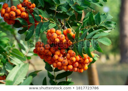Сток-фото: Close Up Shot Of Rowan Leaves In Bright Autumn Colours With Blue Sky Background