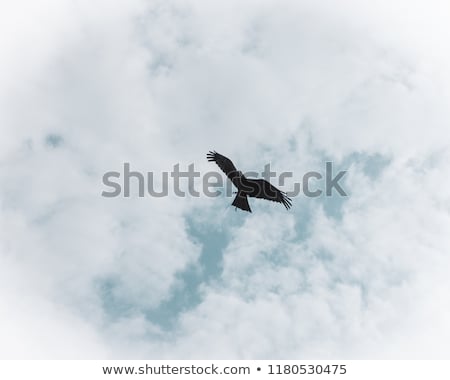 Stock foto: Bald Eagle In Flight Austria