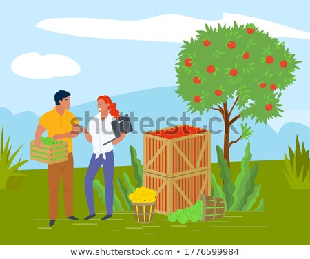 Foto stock: Picking Apples In Container Local Fruit Vector