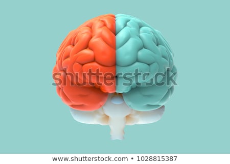 Stockfoto: Creative Human Brain In Front View Left Hemisphere Functions Concept Isolated On White