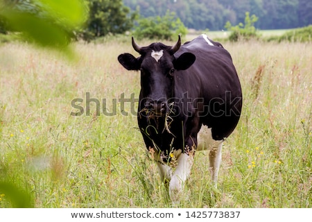 Stockfoto: White Cows In A Prairie