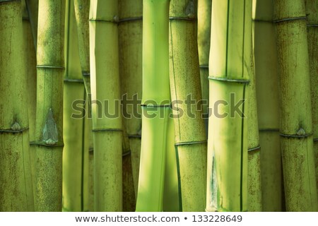 Green Bamboo Stems Are Horizontal Stockfoto © pzAxe