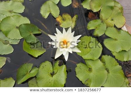 Foto stock: Tropical Flower Buds Floating In A Basin