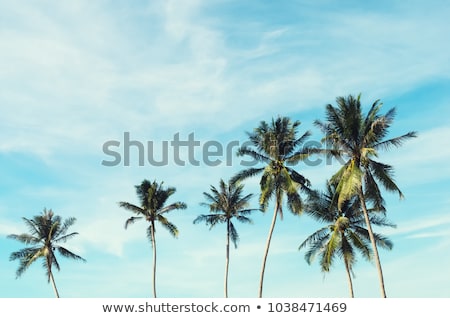 ストックフォト: Coconut Palm And Blue Sky
