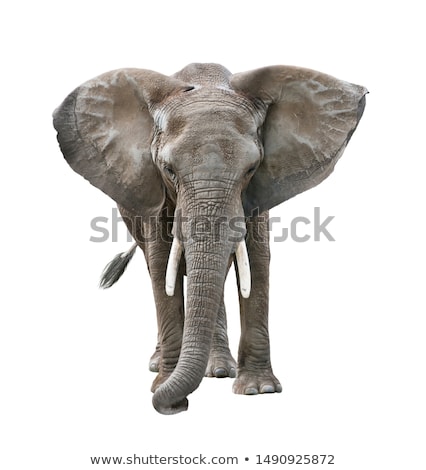 Stock fotó: Gray Elephant On White Background