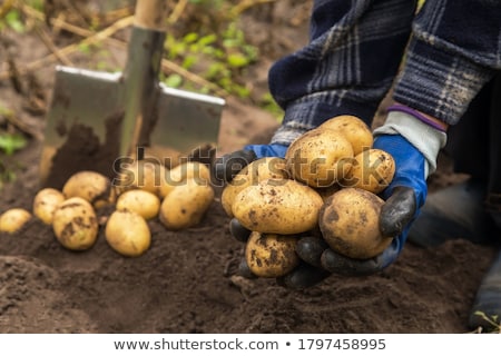 Stok fotoğraf: Harvest Potatoes
