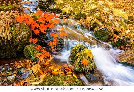 Foto stock: Ojas · de · otoño · en · el · río