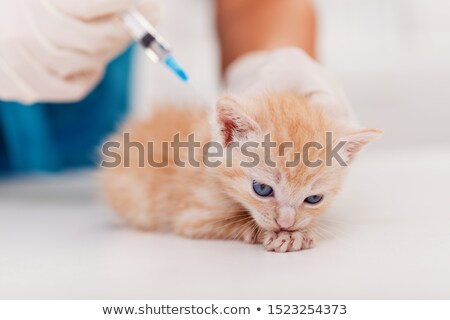Сток-фото: Cute Ginger Kitten Receive A Vaccine At The Veterinary Doctor Of