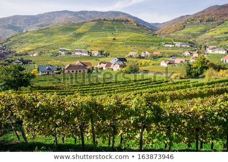 Stock photo: Viticulture Region Of Wachau Region Lower Austria Austria