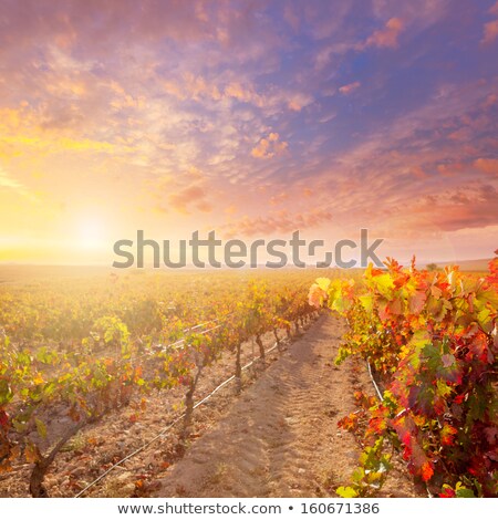 Stockfoto: Autumn Golden Red Vineyards Sunset In Utiel Requena