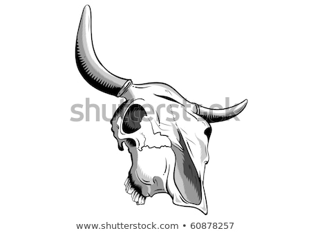 [[stock_photo]]: Terrible Animals Skull With Horns