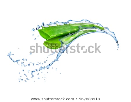 Stock fotó: Transparent Essence From Aloe Vera Plant Drips From Leaves