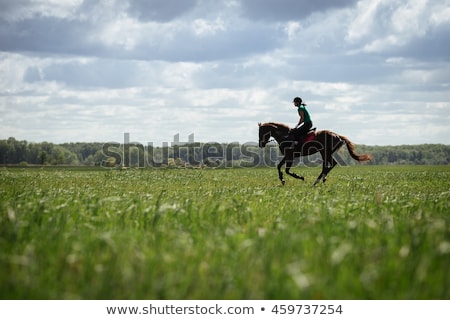 Stock photo: Young Woman Training Horse Outside In Summer