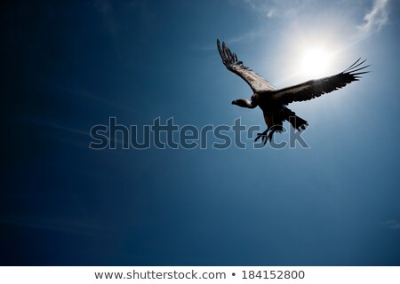 Zdjęcia stock: Vulture Flying In Front Of The Sun Digital Composite
