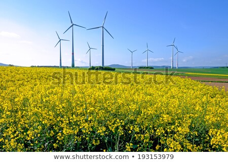 Windwheel And Rapeseed Field Сток-фото © elxeneize