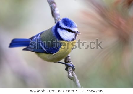 Foto stock: Eurasian Blue Tit In Tree