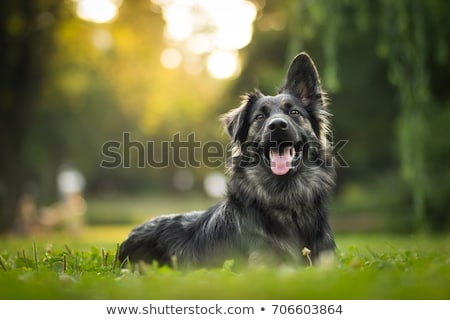 Foto d'archivio: A Dog In Nature Background