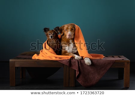 Сток-фото: Studio Shot Of Two Adorable Havanese Dog