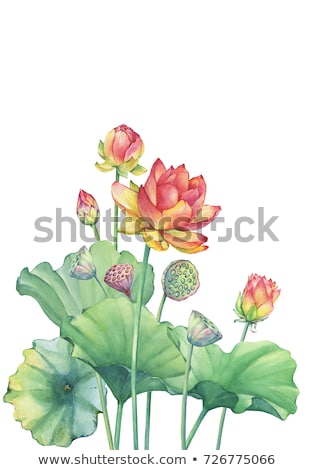 Stockfoto: Lotus Flower Paintings