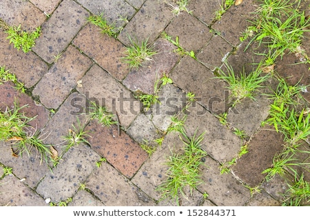 Stok fotoğraf: Old Tiles At The Sidewalk With Plants In The Joints