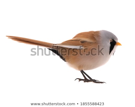 ストックフォト: Bearded Tit Panurus Biarmicus