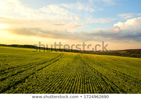 Сток-фото: Oilseed Rapeseed Flowers In Cultivated Agricultural Field