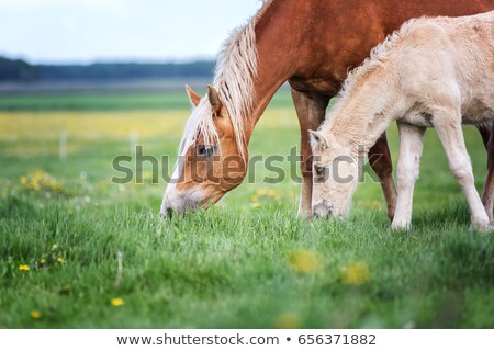 Сток-фото: Horse Grazing On Pasture