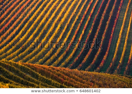 Stock fotó: Beautiful Vineyard Autumn Vineyards Landscape With Colorful Leav