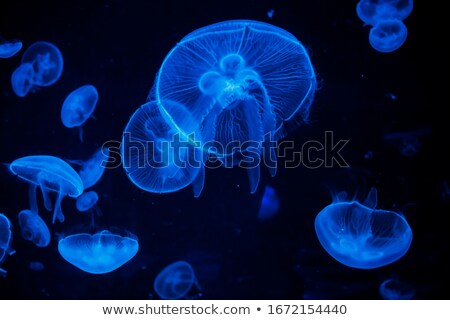 Stock photo: Jelly Fish Medusa