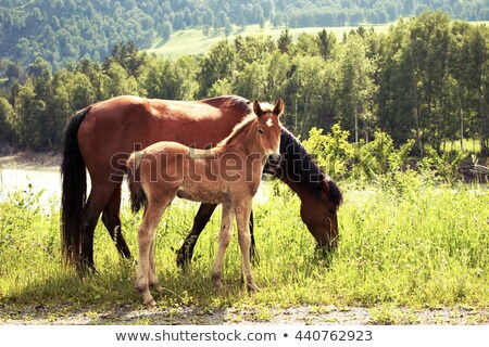 Stockfoto: Young Foal And Mare On Meadow At Mountains Landscape