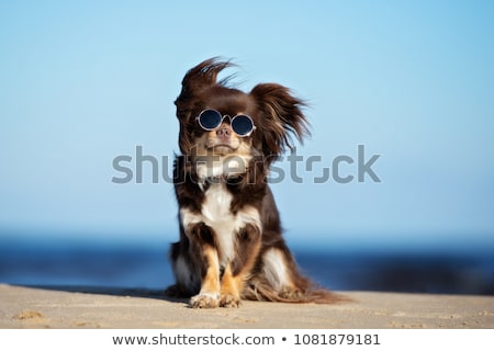 Stock foto: Dog With Funny Shades