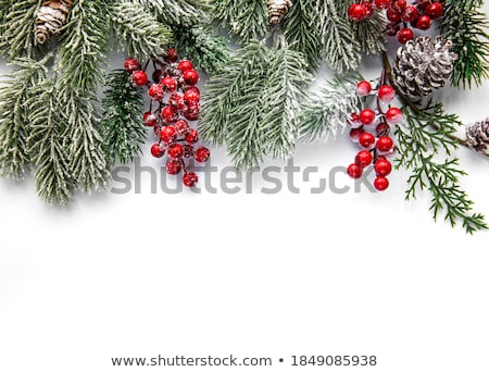 Pine Tree At Winter Foto stock © almaje