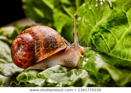 ストックフォト: Snail On Stones