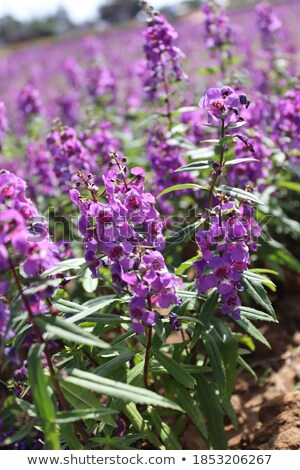 Stockfoto: Salvia Sage Background