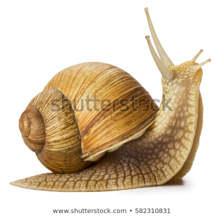 Foto stock: Snail