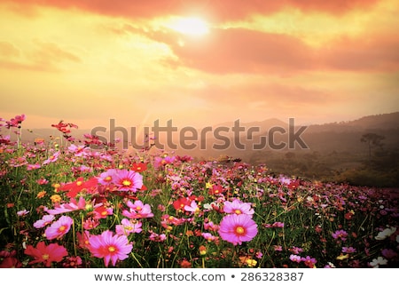 Stockfoto: Spectacular Golden Sunset With Clouds