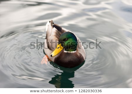 ストックフォト: Wild Duck On The Lake