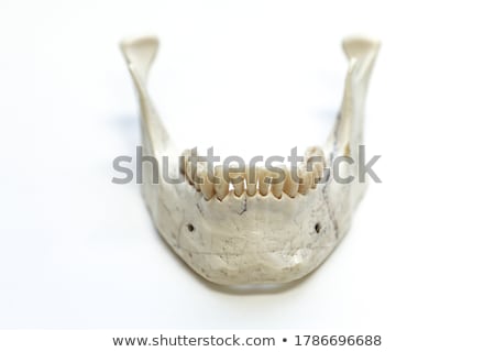 Zdjęcia stock: Skull And Jaw