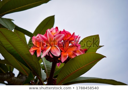 Stock photo: Plumeria Flowers Photo