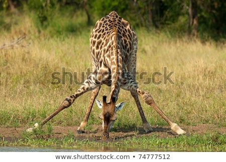 Foto stock: Giraffe Drinking Water In The Kruger
