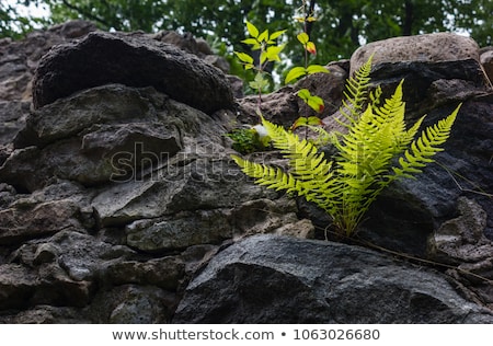 Zdjęcia stock: Fern Leaves In The Frost